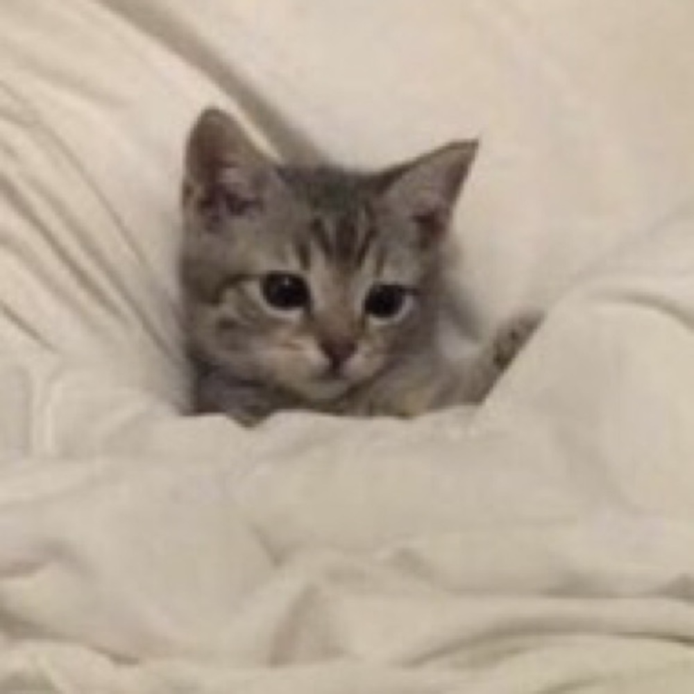 Meet your Posher, Alex